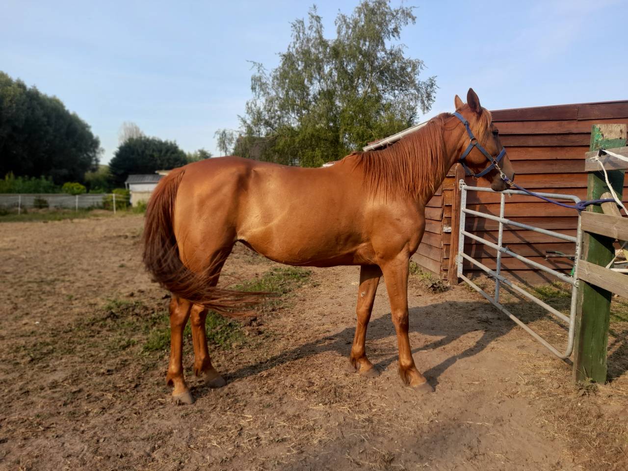 Jument 5ans trot 1.15 m 