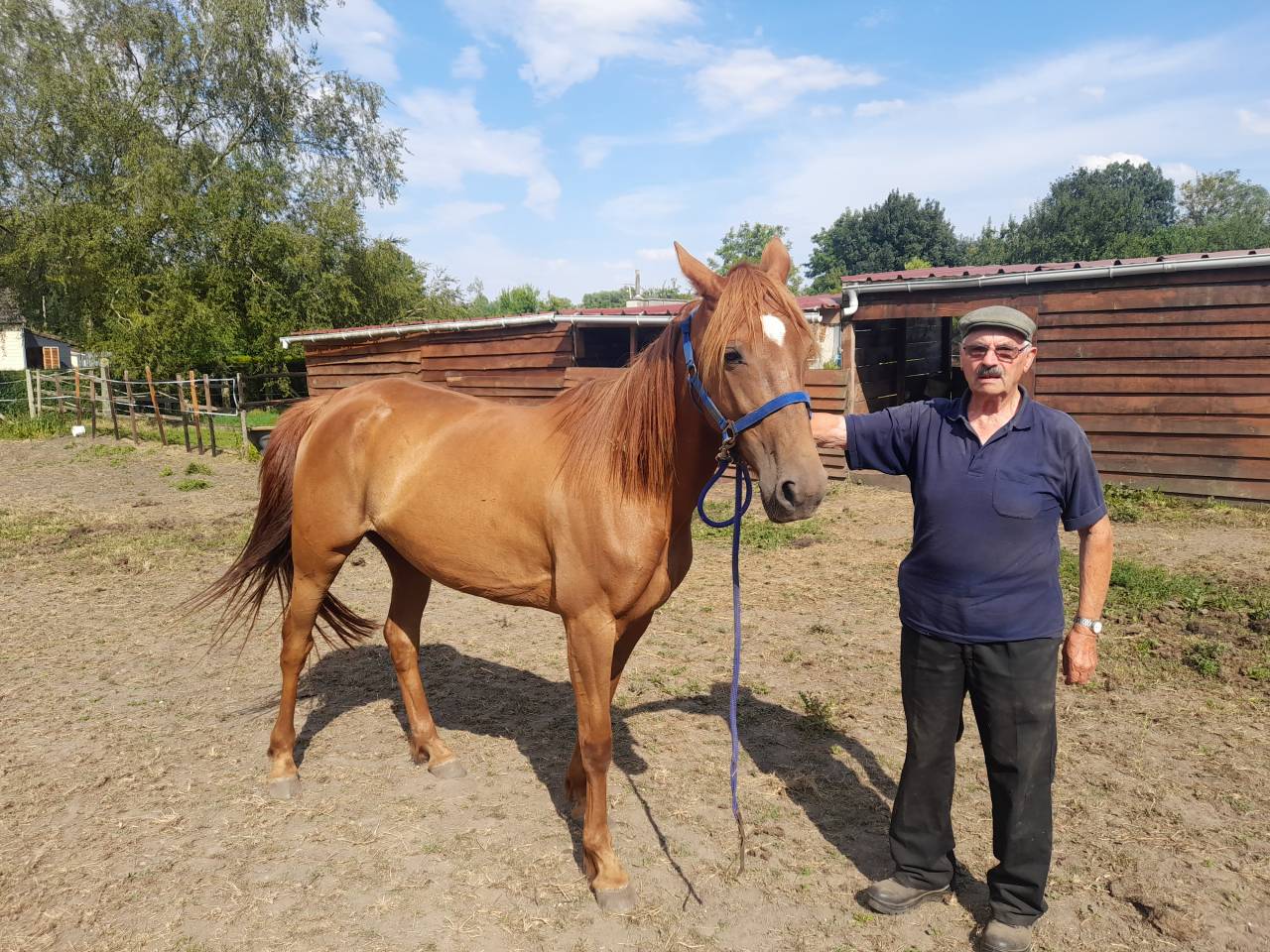 Jument 5ans trot 1.15 m 
