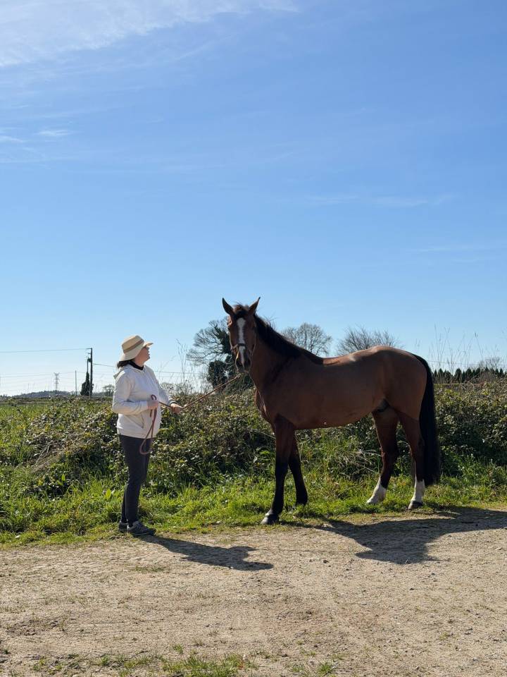 &Agrave; vendre cheval de 10 ans