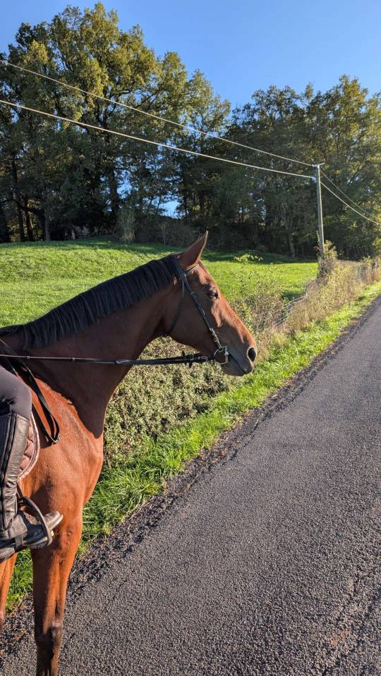 &Agrave; VENDRE &ndash; ELVIS | SELLE FRAN&Ccedil;AIS | 12 ANS 