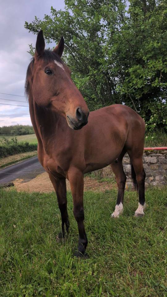 &Agrave; VENDRE &ndash; ELVIS | SELLE FRAN&Ccedil;AIS | 12 ANS 