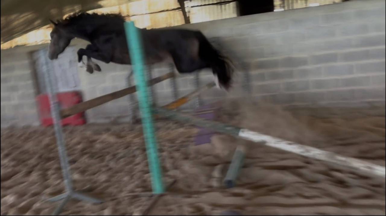 Poney m&acirc;le de 2 ans 