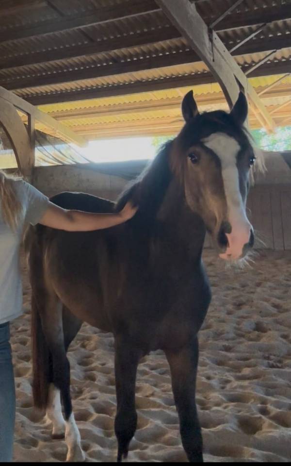 Poney m&acirc;le de 2 ans 