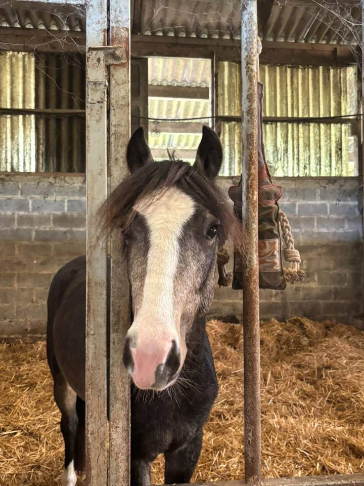 Poney m&acirc;le de 2 ans 