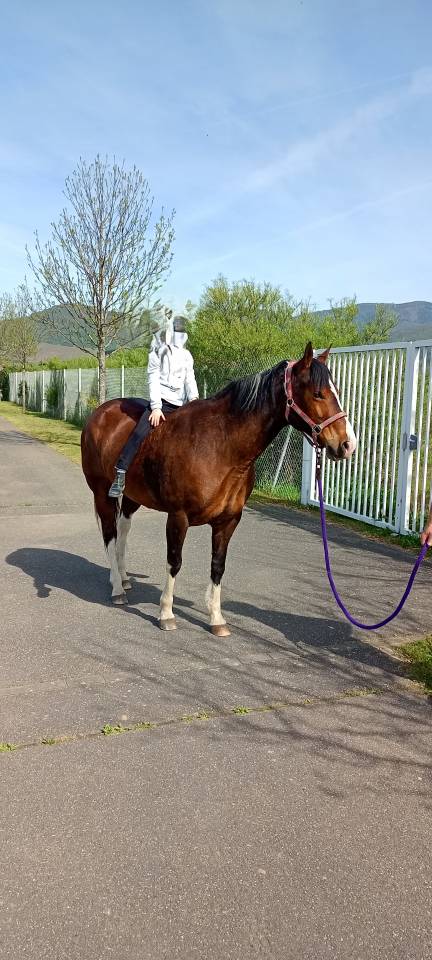 Jument Paint Horse PP APHA