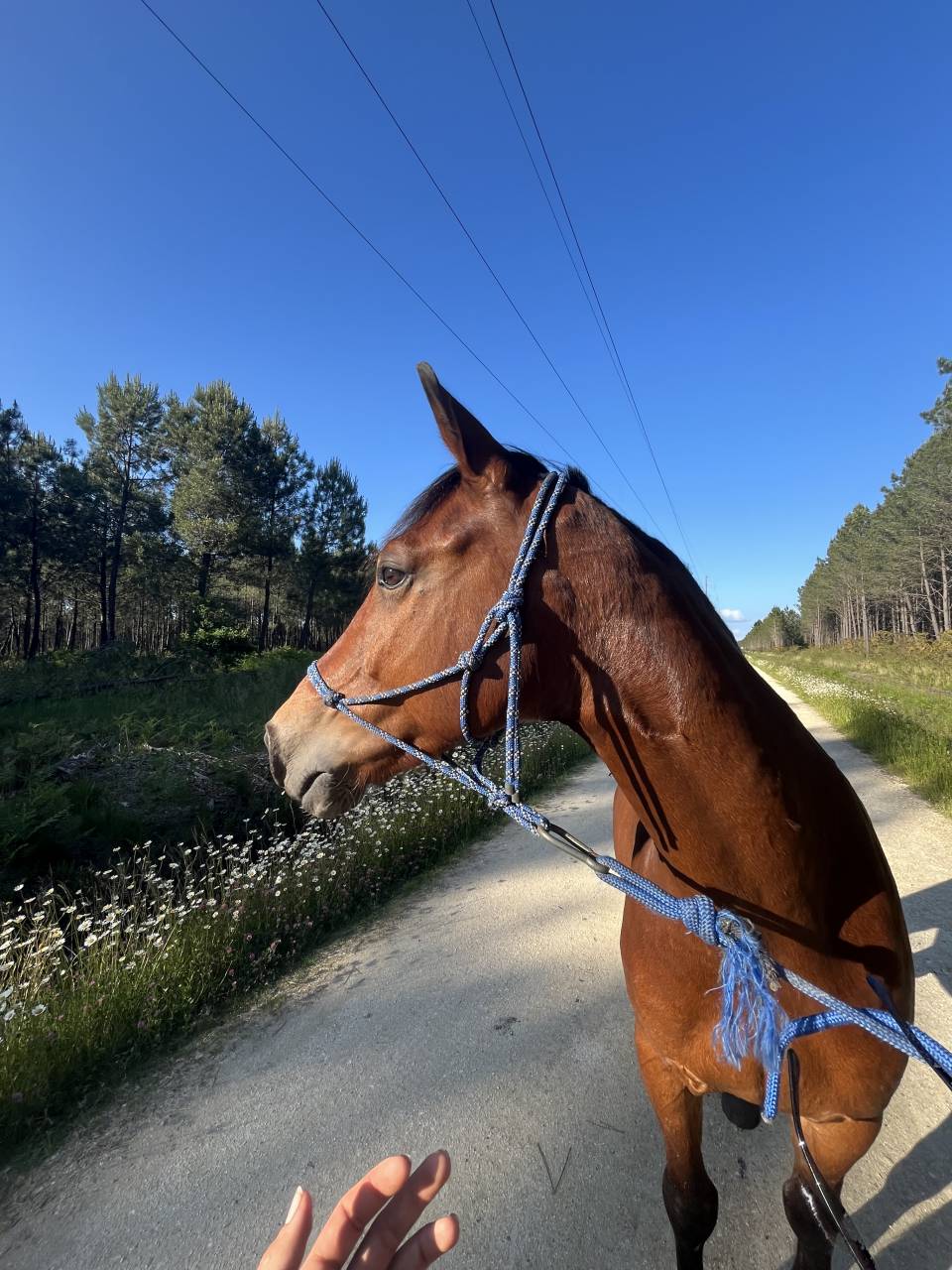 Un cheval de c&oelig;ur pour cavalier confirm&eacute; &ndash; Maison adapt