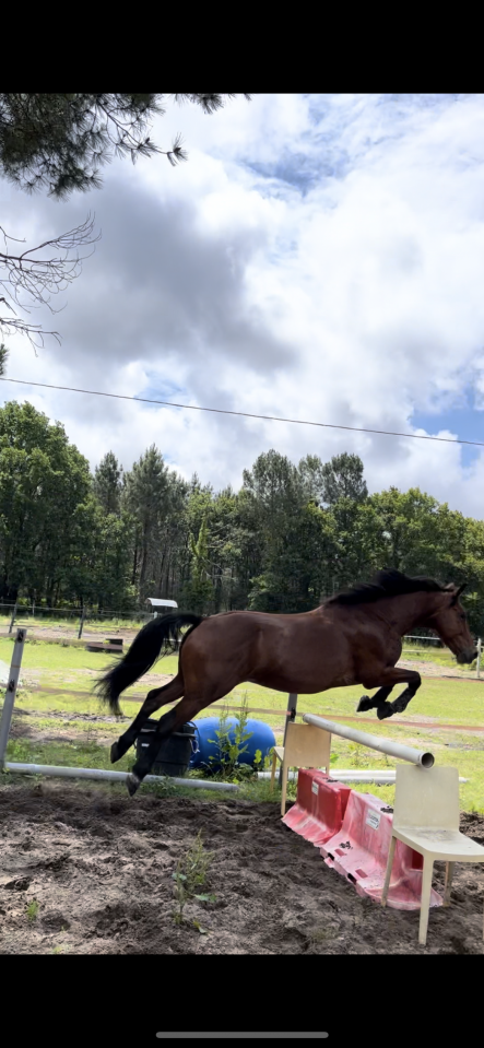 Un cheval de c&oelig;ur pour cavalier confirm&eacute; &ndash; Maison adapt
