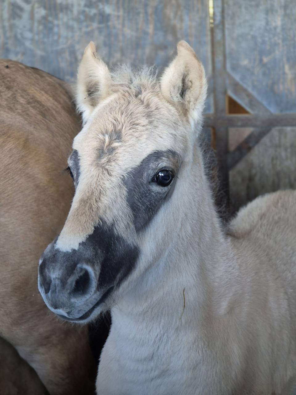 Adorable pouliche type Fjord 