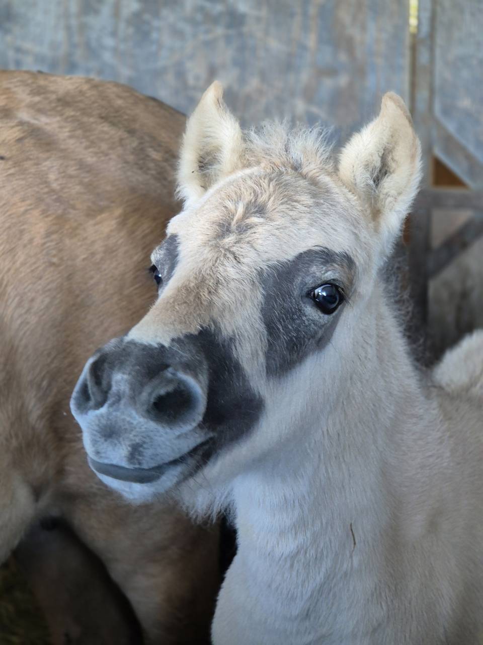 Adorable pouliche type Fjord 