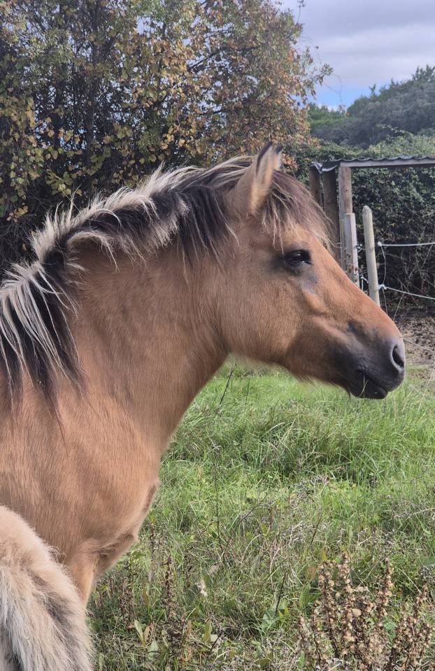 Adorable pouliche type Fjord 
