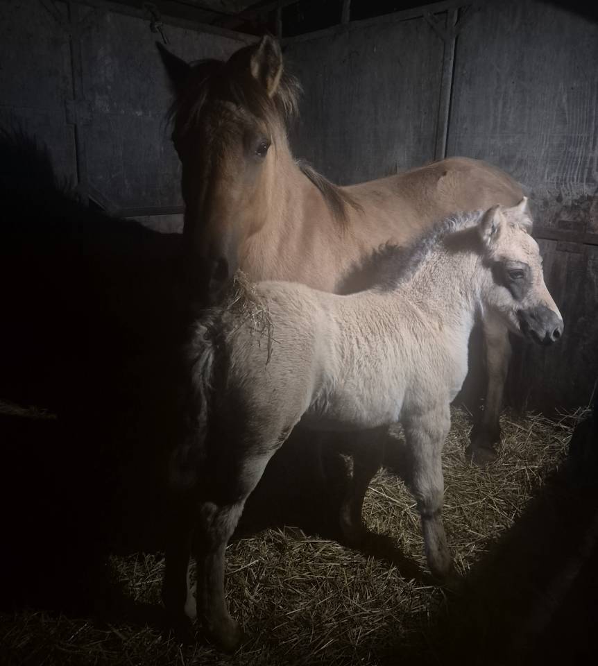 Adorable pouliche type Fjord 