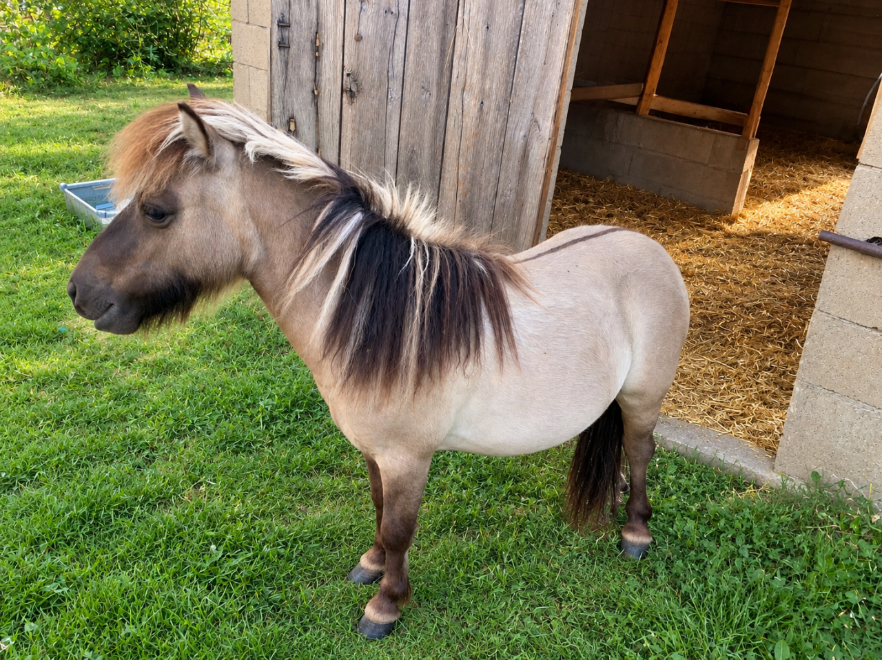 Poney shetland plein papier