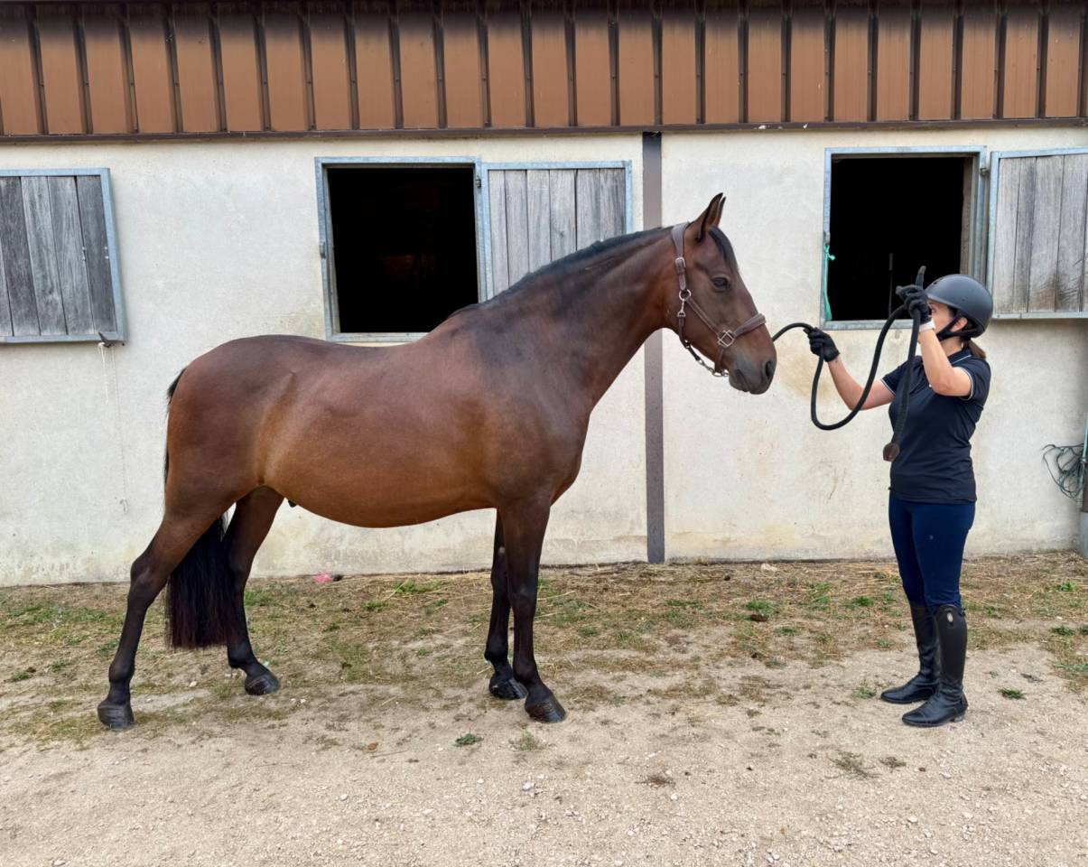 Cheval PP 9 ans - Polyvalent 