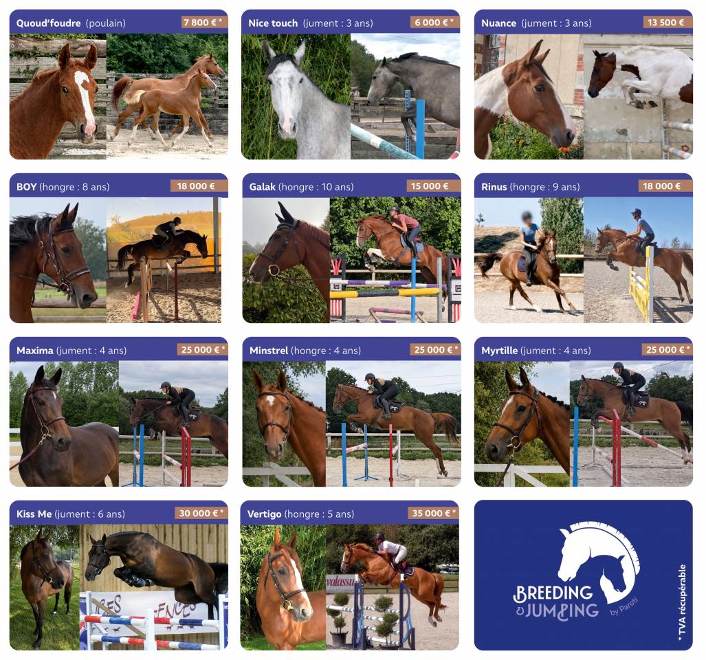 Plusieurs chevaux &agrave; vendre
