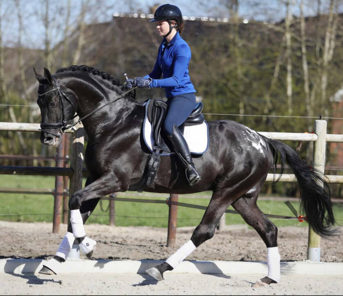 Poulain loisir sportif noir cap&eacute; t&acirc;chet&eacute;