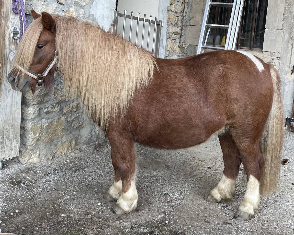 A VENDRE PONETTE SHETLAND PP 2023