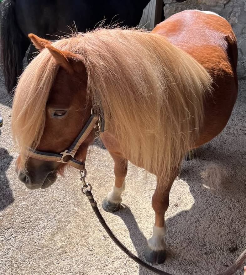 A VENDRE PONETTE SHETLAND PP 2023