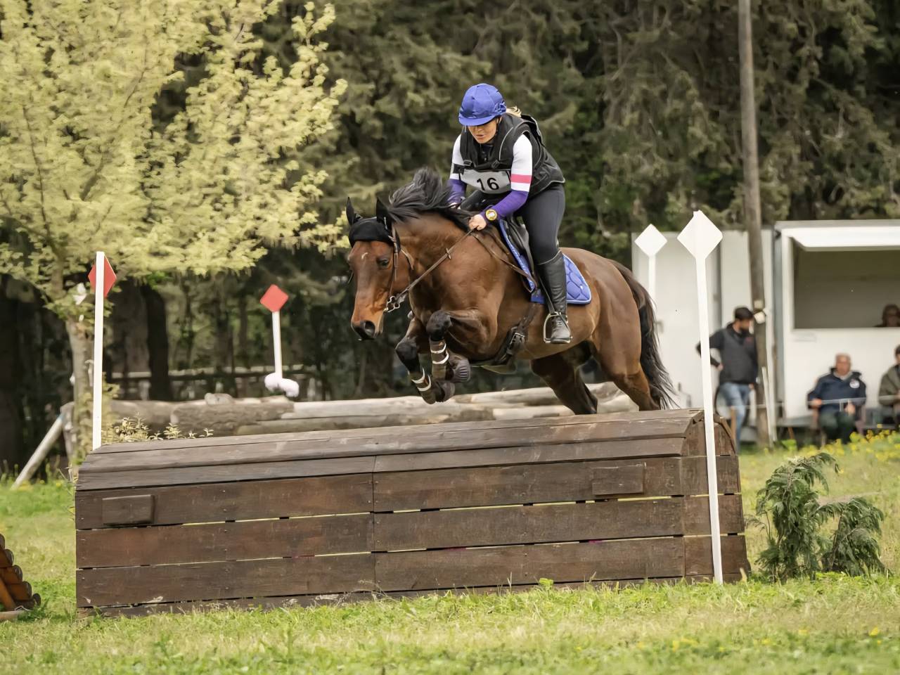 Cheval de sport loisir polyvalent 