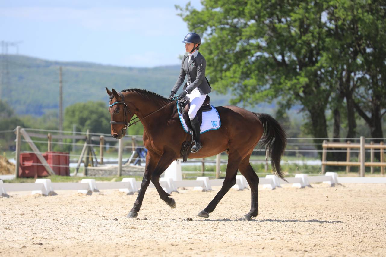 Cheval de sport loisir polyvalent 
