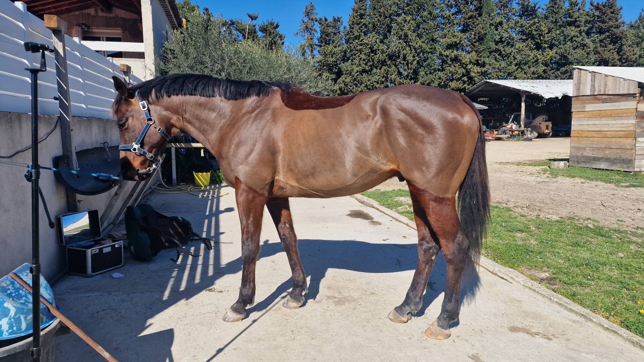 Cheval de sport loisir polyvalent 