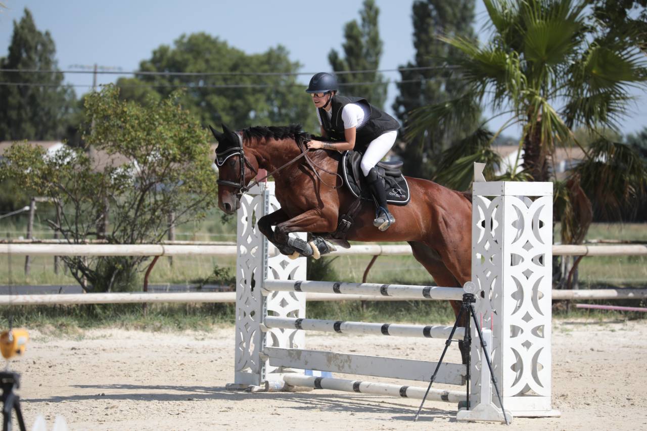 Cheval de sport loisir polyvalent 