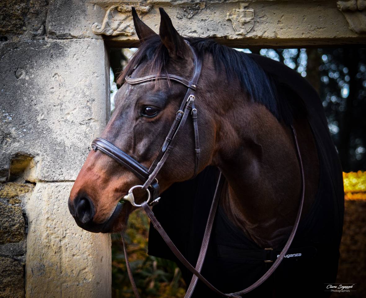 Cheval de sport loisir polyvalent 