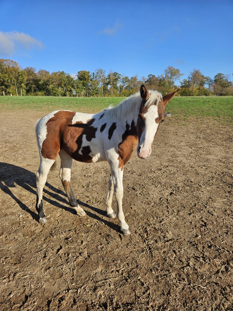 Pouliche pie homozygote