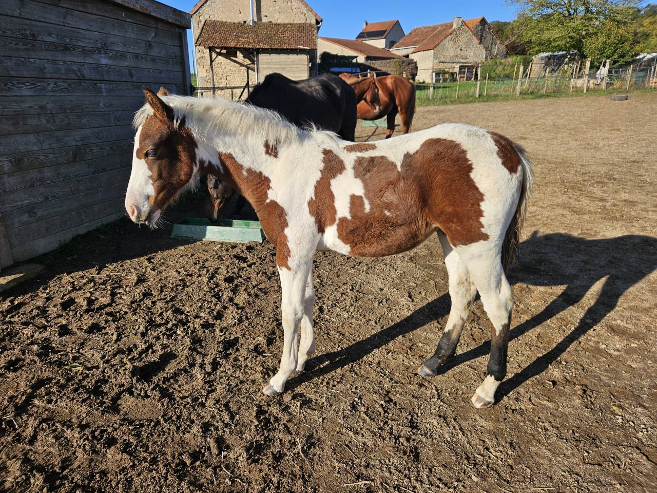 Pouliche pie homozygote