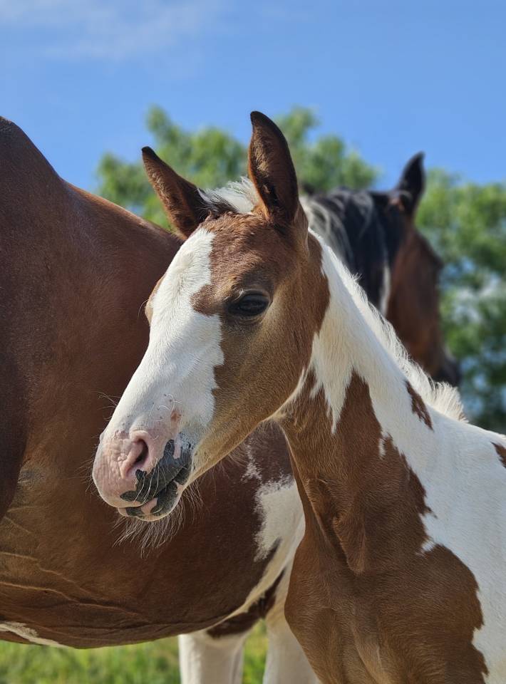 Pouliche pie homozygote