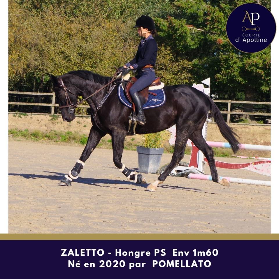 Joli petit cheval noir, sympa au quotidien