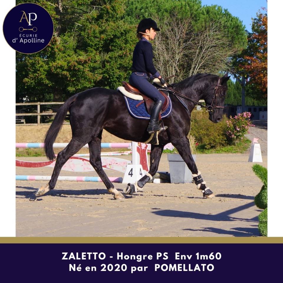 Joli petit cheval noir, sympa au quotidien
