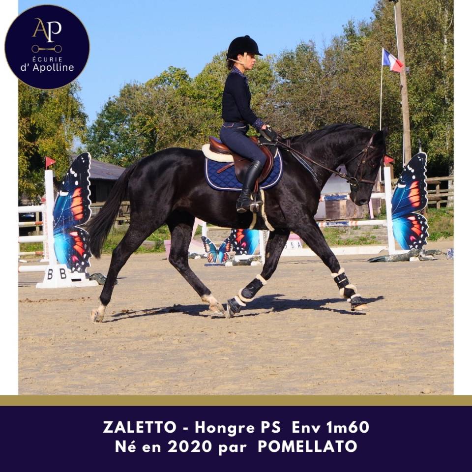 Joli petit cheval noir, sympa au quotidien
