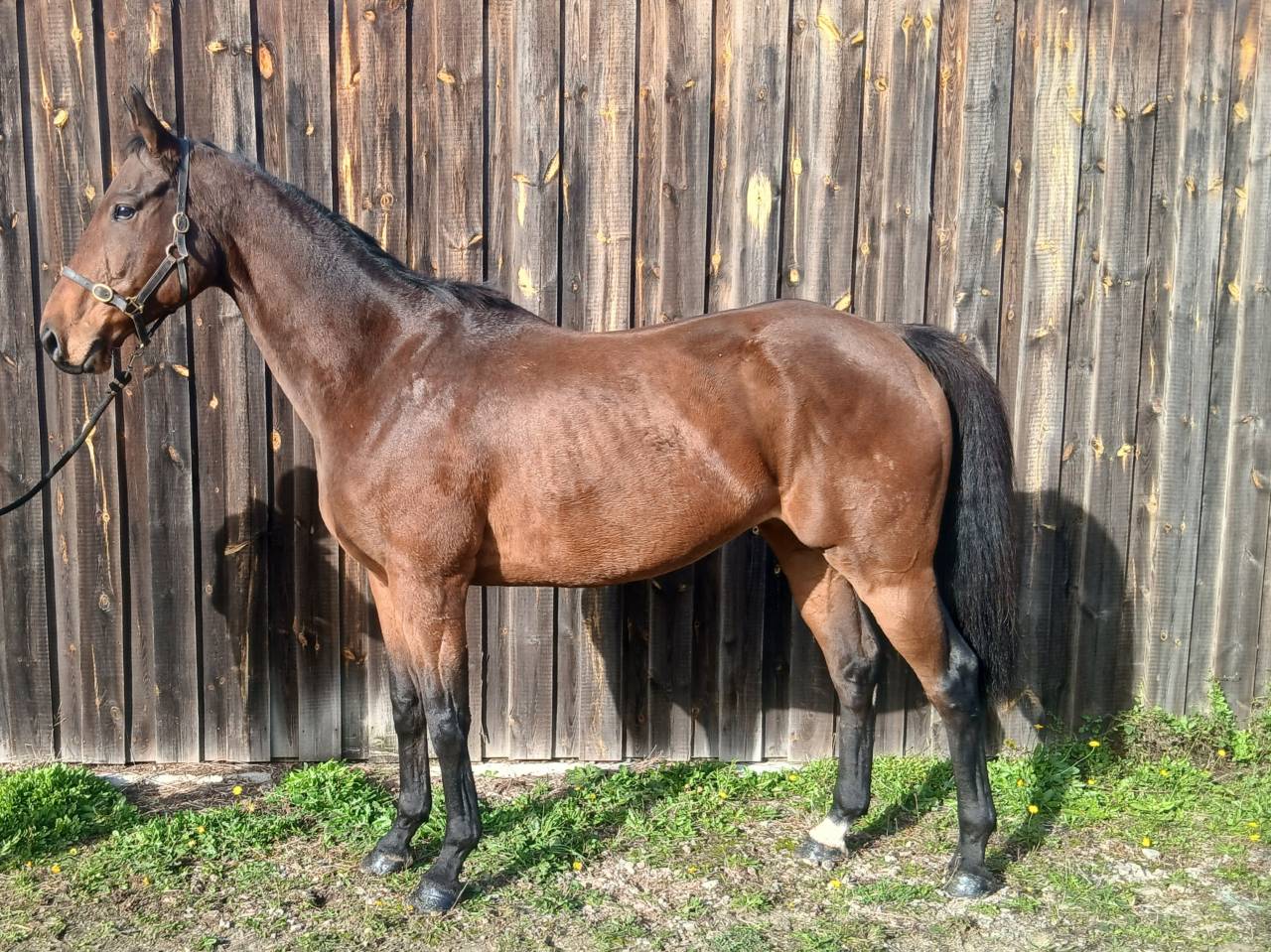 Pur sang de 6ans pour loisirs ou sport 