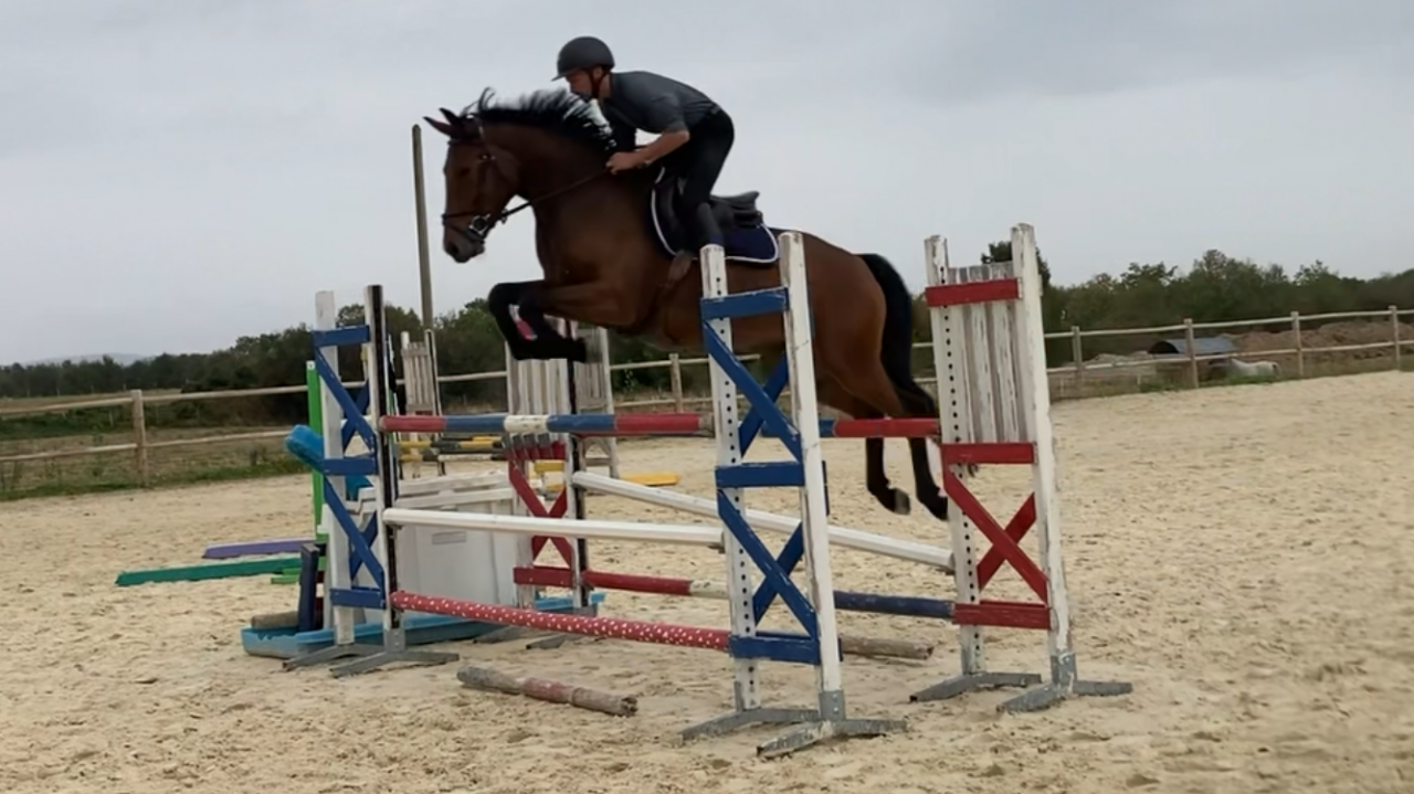 Hongre 4 ans amateur et + 
