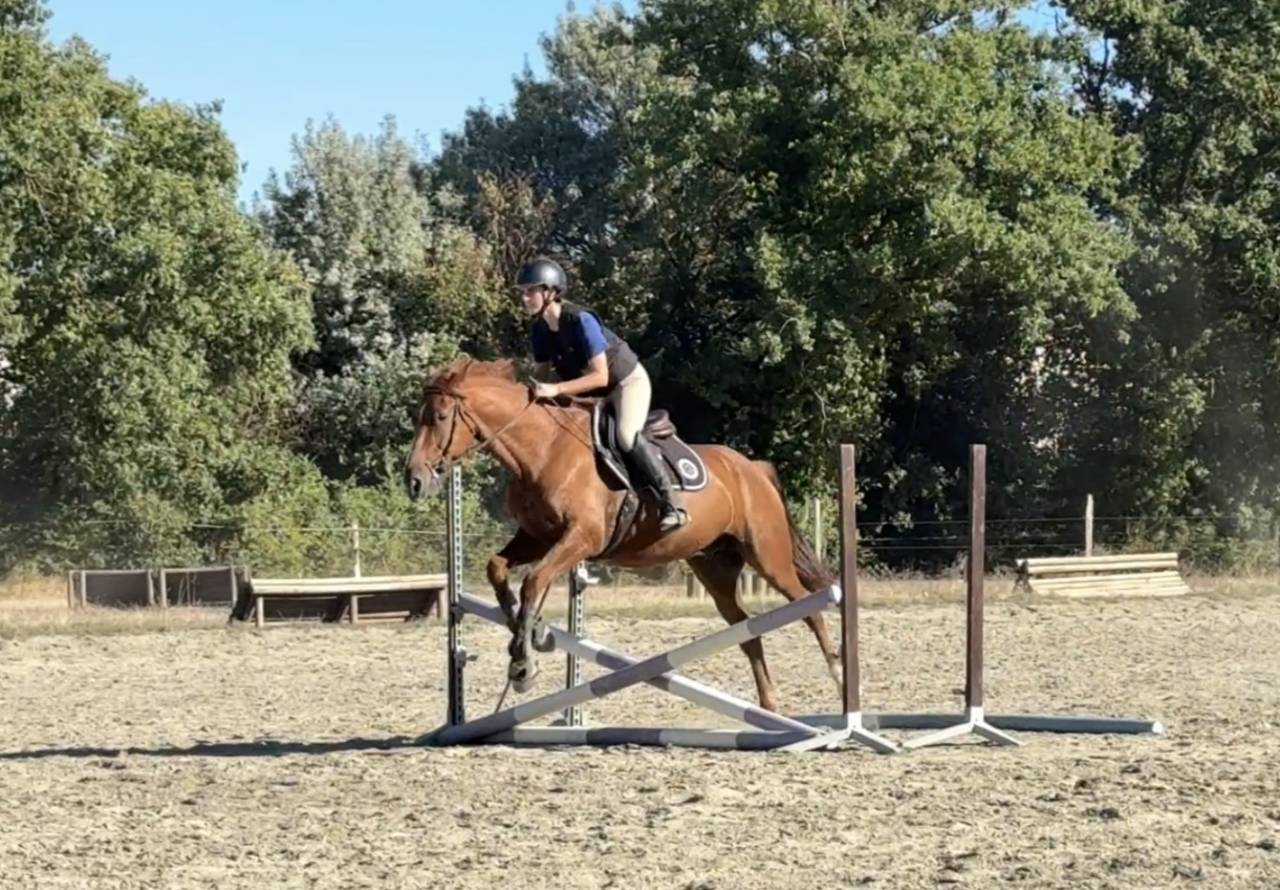 Superbe cheval de loisir