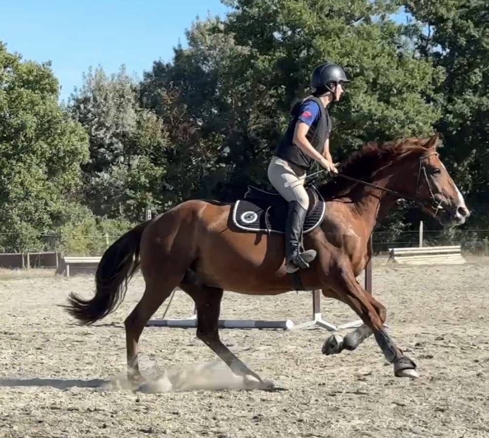 Superbe cheval de loisir