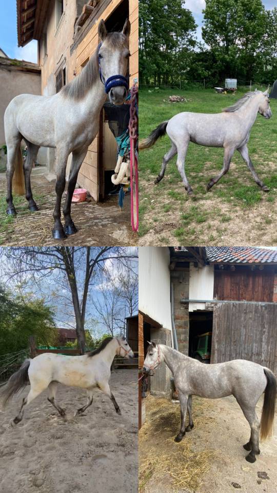 JUMENT - WELSH PART BRED - 7 ANS 