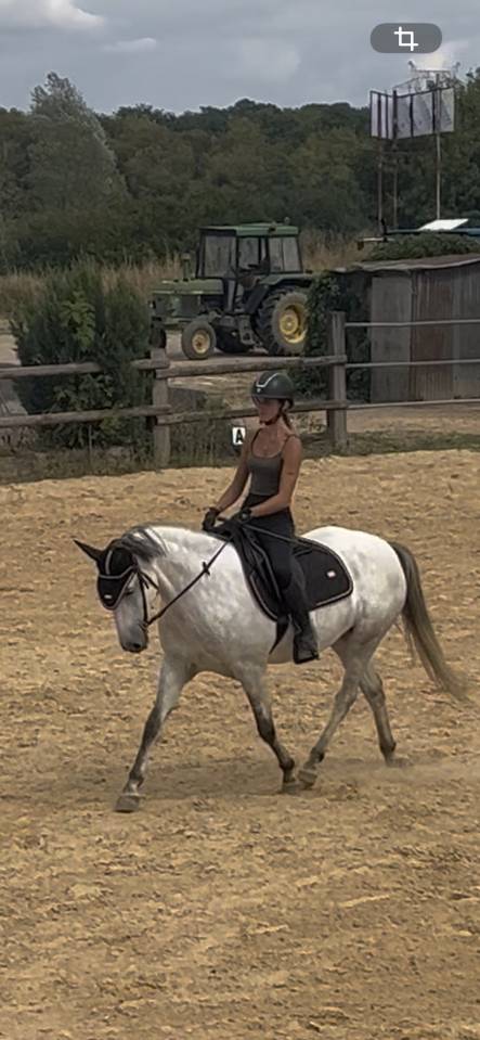 JUMENT - WELSH PART BRED - 7 ANS 