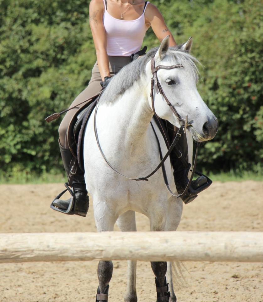 JUMENT - WELSH PART BRED - 7 ANS 