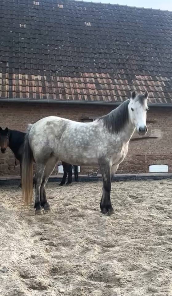 JUMENT - WELSH PART BRED - 7 ANS 
