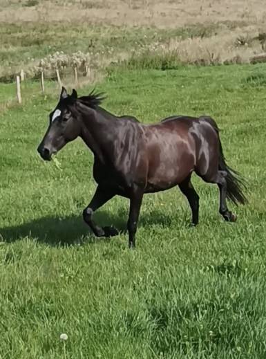 Trotteur 1,56 