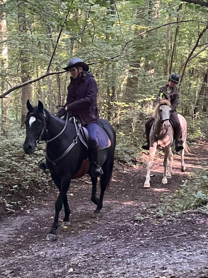 Trotteur 1,56 