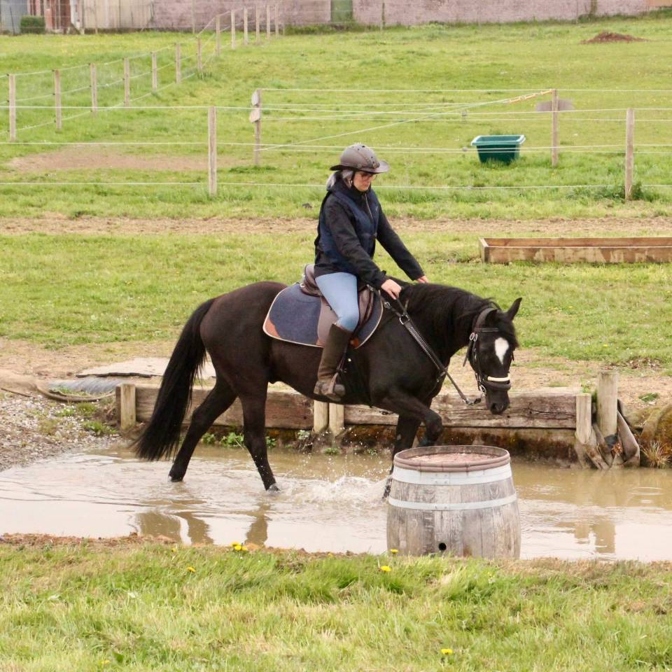 Trotteur 1,56 