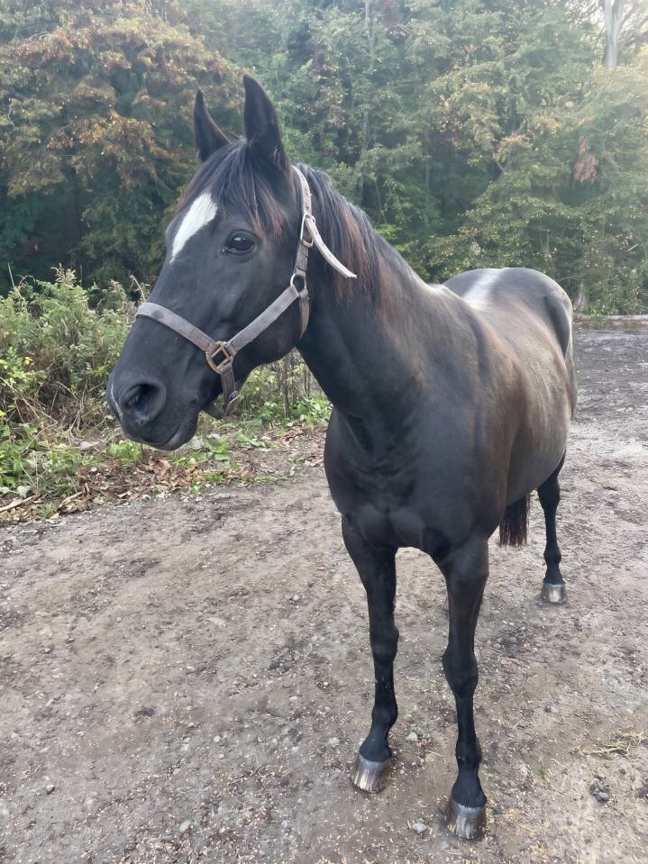 Trotteur 1,56 