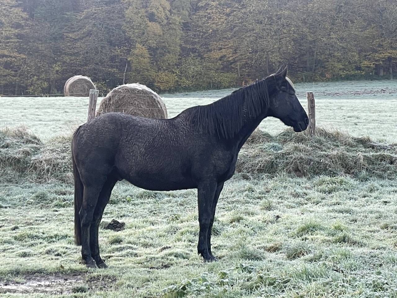 Trotteur 1,56 
