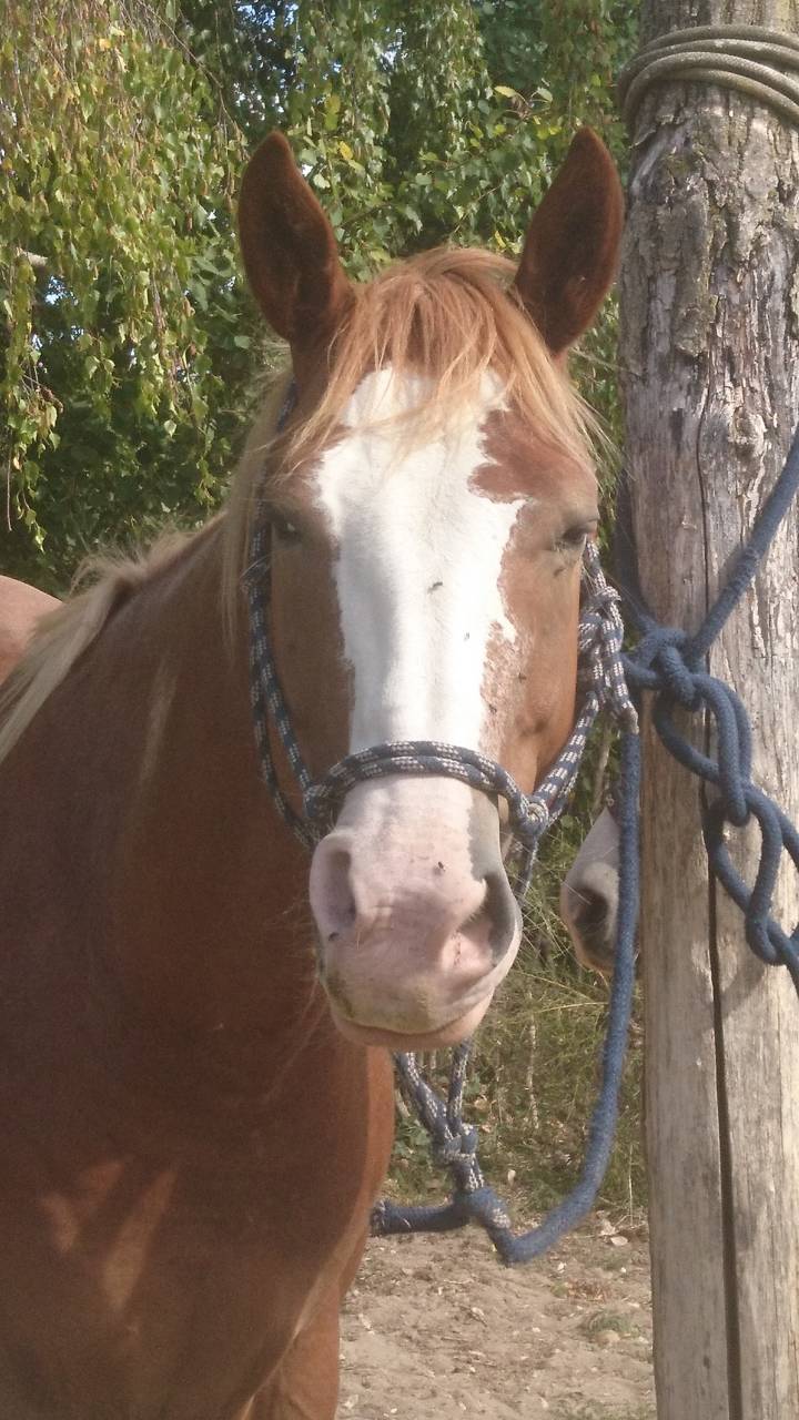 Un cheval ami 