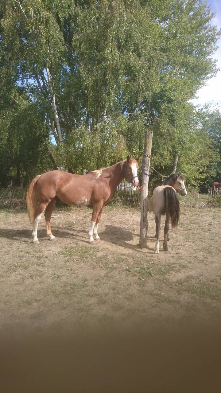 Un cheval ami 