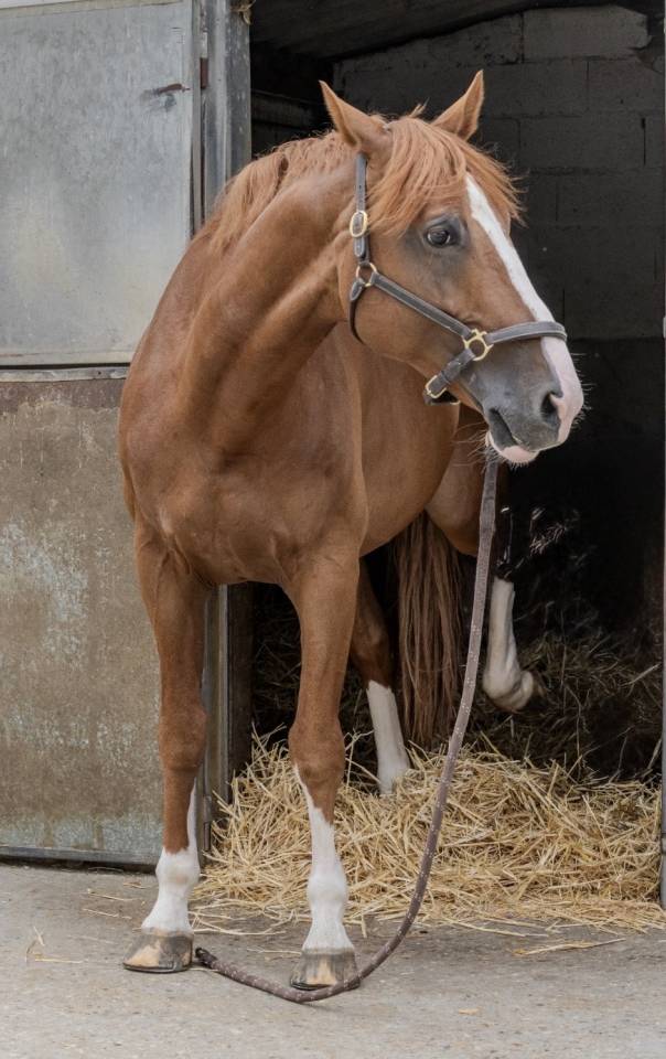 Selle Fran&ccedil;ais &ndash; 10 ans &ndash; Cheval de sport CSO