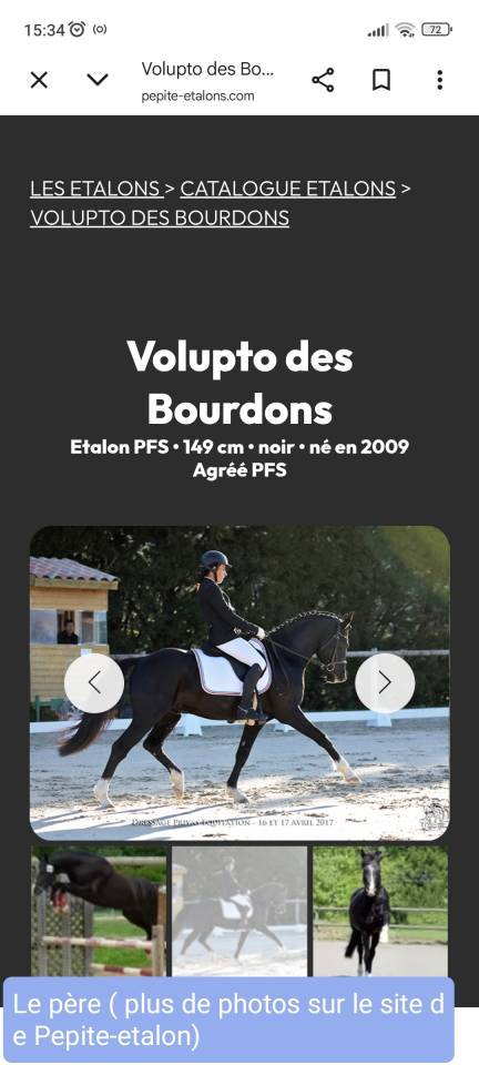 Poulain OC 18 mois belles origines sportives 