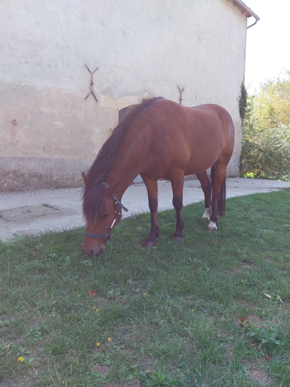 Poney Pottok 6 ans